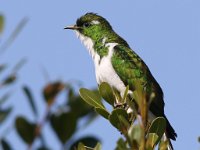 meitjie (3) : frieda